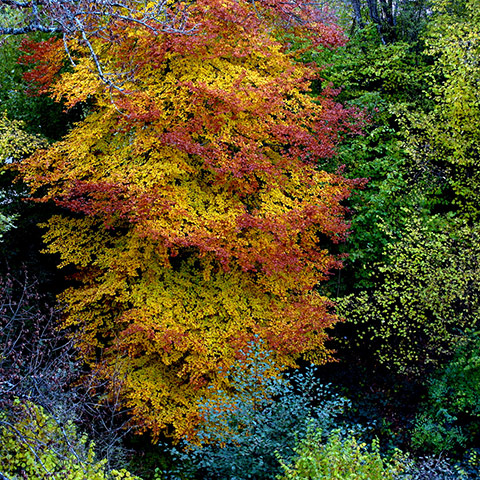 Camera Club: Overthemoon Participates in the Autumn Colour Assignment