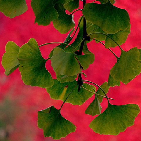Camera Club: Overthemoon Participates in the Autumn Colour Photography Assignment