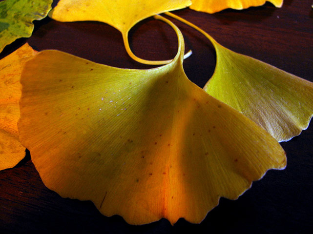 Camera Club: Overthemoon Participates in the Autumn Colour Photography Assignment