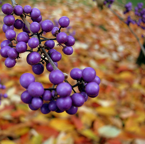 Camera Club: Overthemoon Participates in the Autumn Colour Photography Assignment