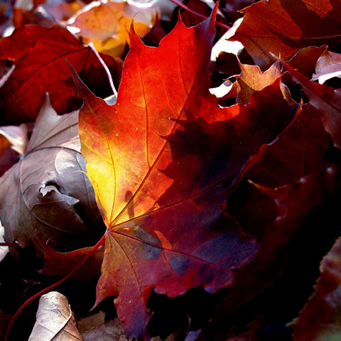 Camera Club: Overthemoon Participates in the Autumn Colour Photography Assignment