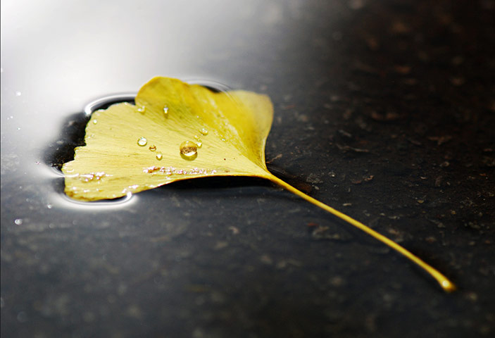 Jill Henry camera club: Jill Henry autumn assignment camera club