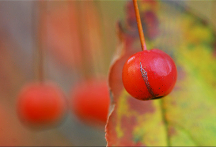 Jill Henry camera club: Jill Henry autumn assignment camera club