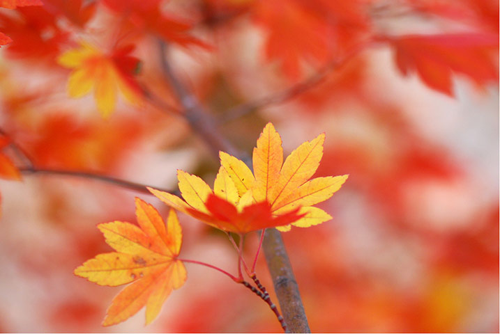 Jill Henry camera club: Jill Henry autumn assignment camera club