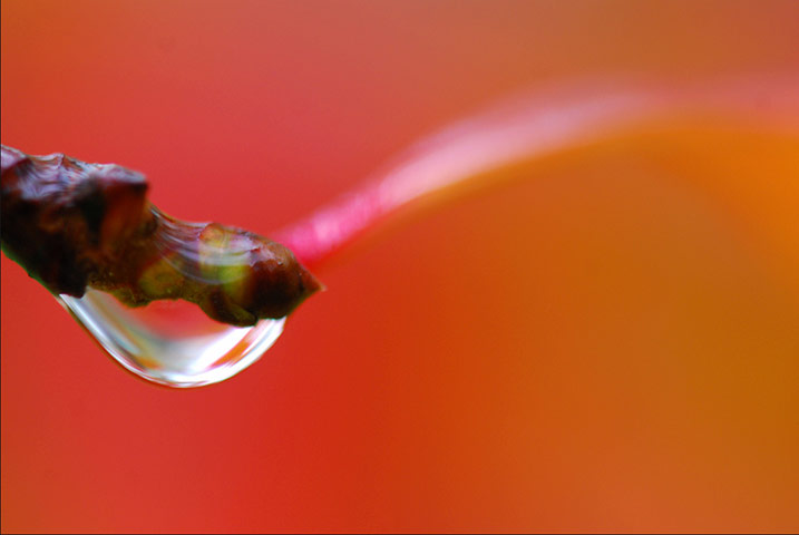 Jill Henry camera club: Jill Henry autumn assignment camera club