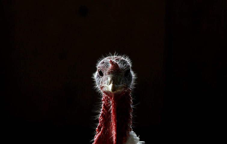 24 hours in pics: A turkey stands in a barn at the Willie Bird Turkey Farm in Sonoma