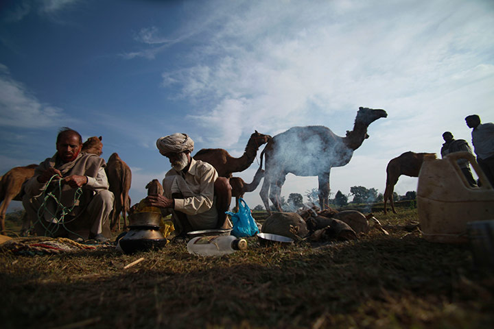 24 hours in pics: Indian farmers prepare meals near their camels, during the Jhiri fair