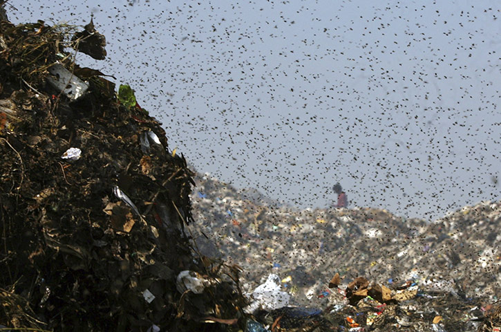 24 hours in pictures: rubbish dump in india