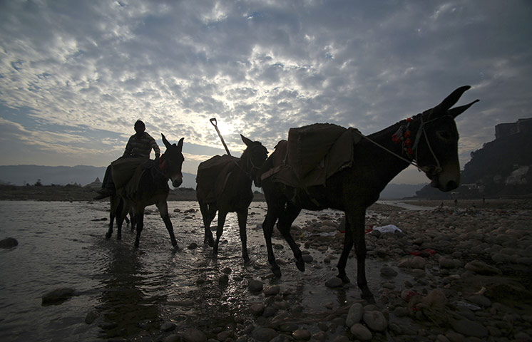 24 hours in pictures: Jammu, India: Donkeys carrying sand cross the River Tawi 
