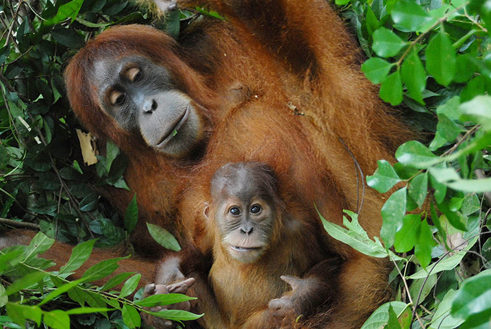 Hope 4 Apes: apes and similarity humans