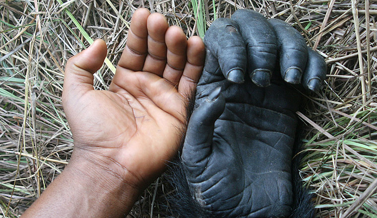 Hope 4 Apes: apes and similarity humans