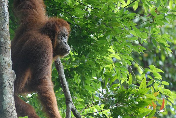 Hope 4 Apes: key threats