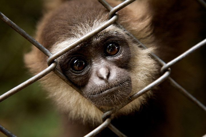 Hope 4 Apes: key threats