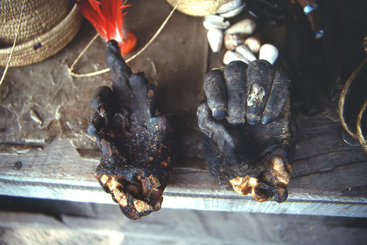 Hope 4 Apes: key threats