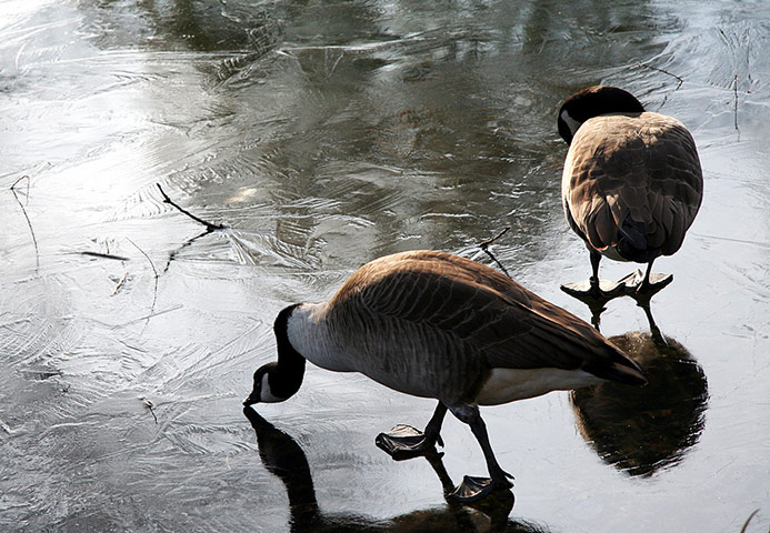 In pictures: hard: frozen lake at Kew