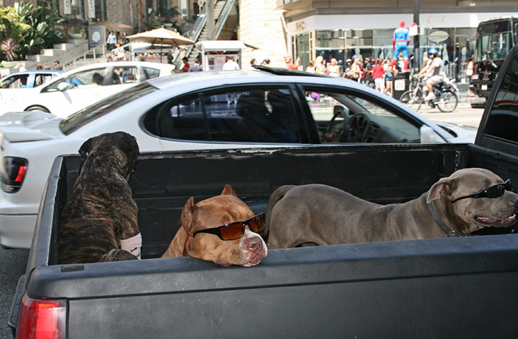 In pictures: hard: Dogs on Hollywood Boulevard