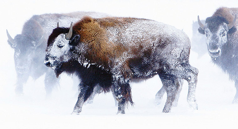 24 hours: Stevensville, Montana, USA: A herd of bison are covered in snow 