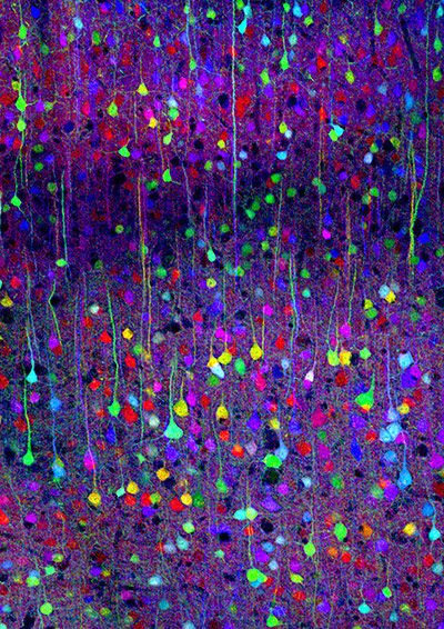 Portraits of the mind: Image taken from a transgenic “Brainbow” mouse