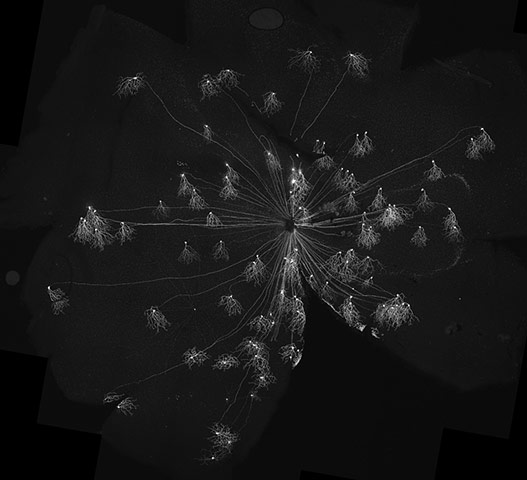 Portraits of the mind: A subset of neurons found in the mouse’s retina fluorescently labelled