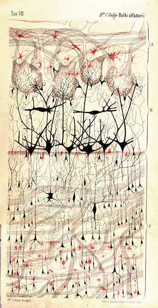 Portraits of the mind: Drawing of a dog’s olfactory bulb