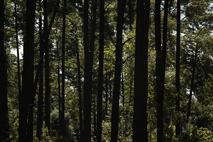 Week in willdlife:  wintering grounds of the Monarch butterfly, San Juan Xoconusco, Mexico