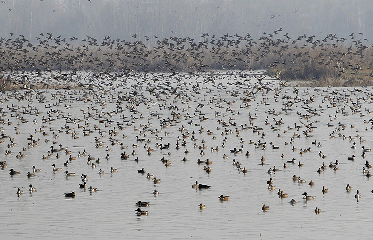 Week in willdlife: A flock of migratory birds fly across a wetland in Hokersar, Kashmir