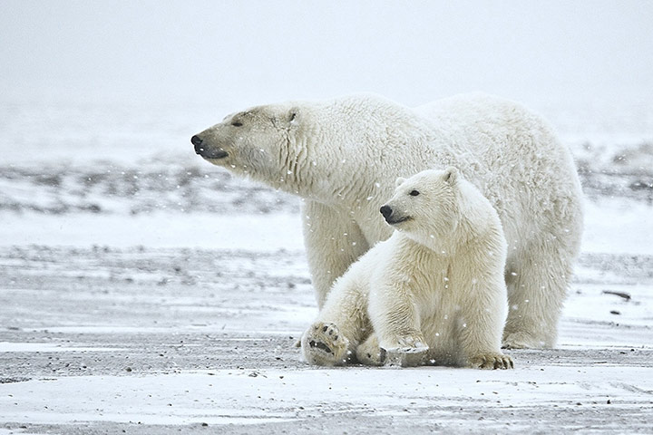 Week in willdlife: Polar bears are shown in this undated photograph from UCLA