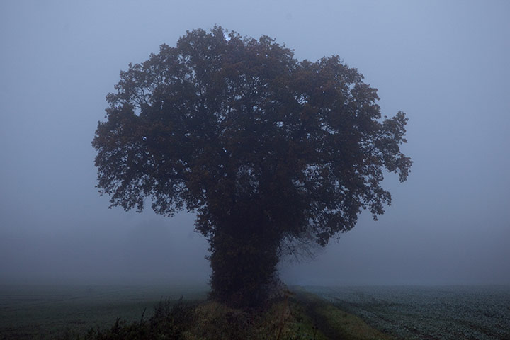Week in willdlife: An oak tree in November fog