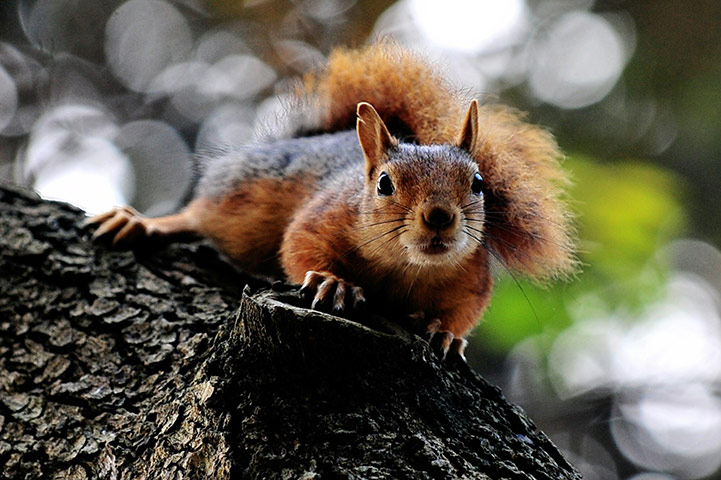 Week in willdlife: A squirrel climbs on a tree at the Yildiz park in Istanbul