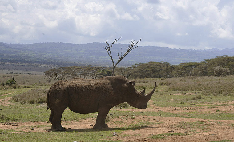 Week in wildlife:  a male white rhino grazing at the Lewa Wildlife Conservancy