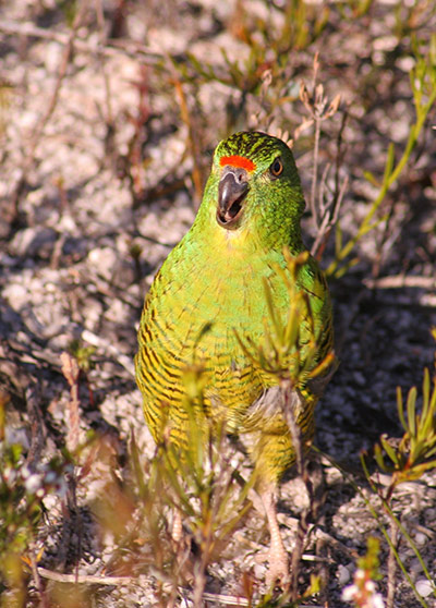 Week in willdlife: An adult Western gound parrot in Fitzgerald River National Park, Australia