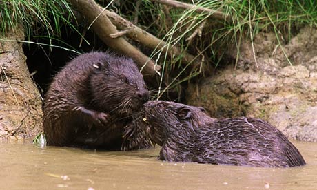 Beavers-007.jpg