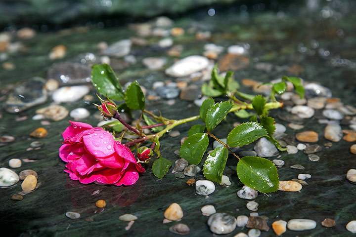 New Zealand Mine Update: A single red rose as a floral tribute for the West Coast coal miners