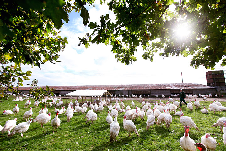Bernard Matthews Obituary: Bernard Matthews free-range turkey farm
