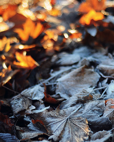 Guardian Camera Club: Louise Holgate participates in the Autumn Colour photography assignment