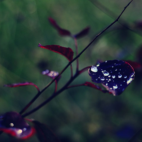 Guardian Camera Club: Louise Holgate participates in the Autumn Colour photography assignment