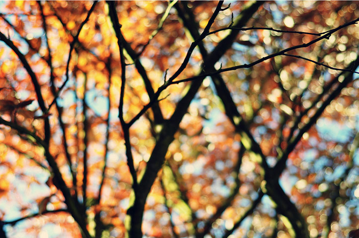 Guardian Camera Club: Louise Holgate participates in the Autumn Colour photography assignment