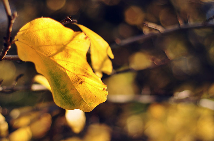 Guardian Camera Club: Louise Holgate participates in the Autumn Colour photography assignment