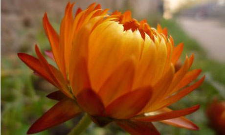daisy