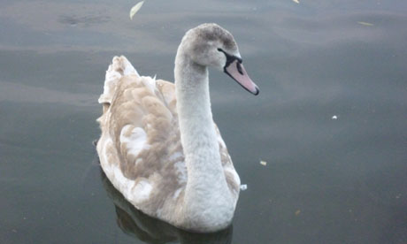 swan