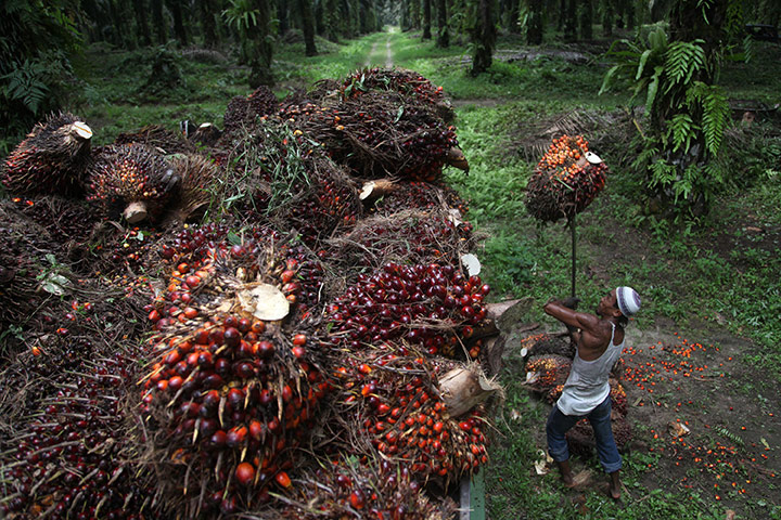 Hope 4 Apes: Deforestation In Indonesia : A worker harvests palm oil fruit 