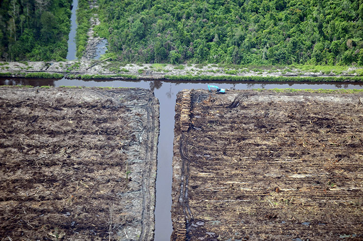 Hope 4 Apes: stacks of timber logged on pulpwood concession, Sumatra, Indonesia