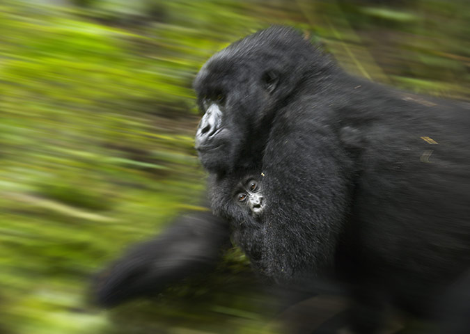 Hope 4 Apes: Female Mountain Gorilla Carrying Infant
