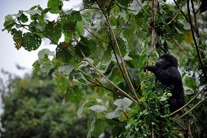 Hope 4 Apes: An infant gorilla looks for foliage to eat on a tree, Rwanda