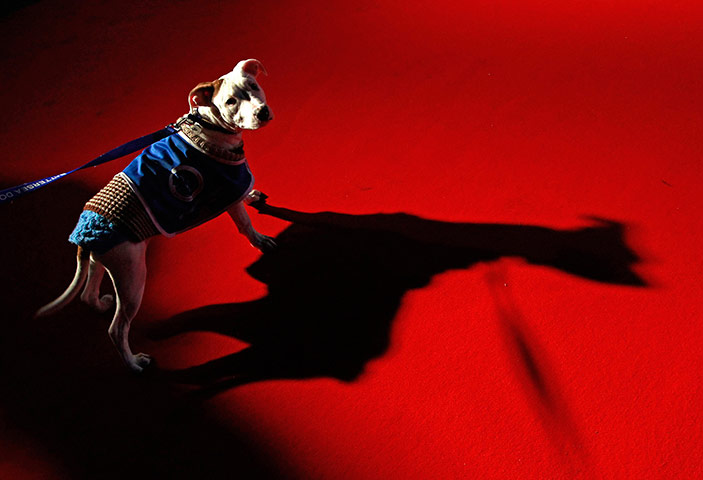 24 hours in pics: Battersea Dogs and Cats Home's 150th year 