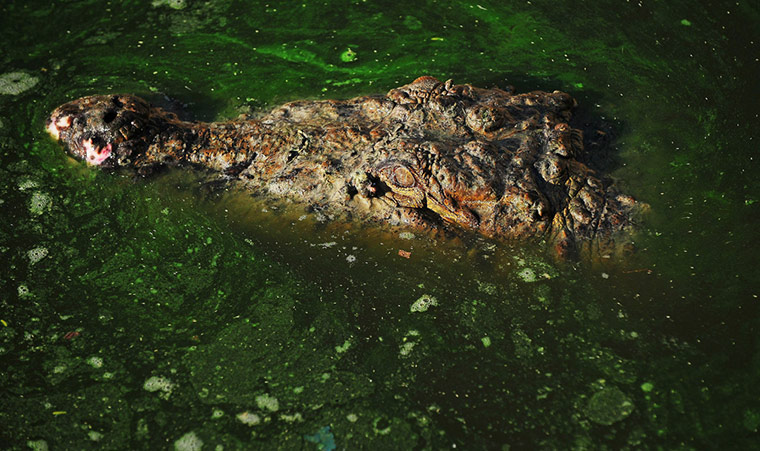 24 hours in pictures: A crocodile is pictured at an enclosure