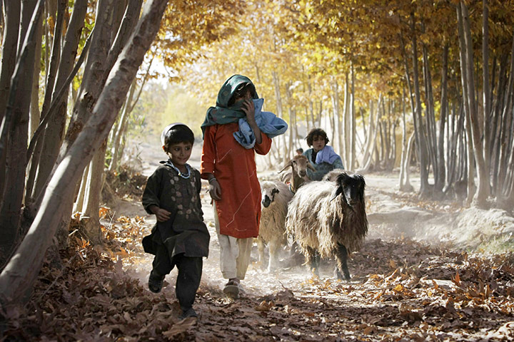 24 hours in pictures: Afghan children with sheep
