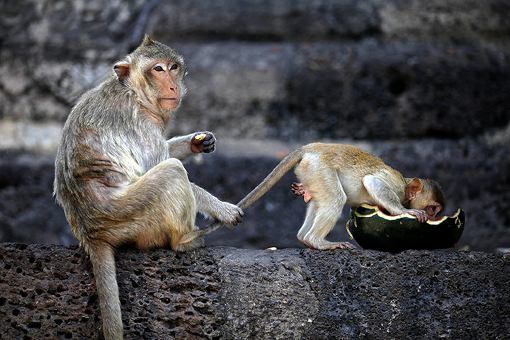24 hours in pictures:  Monkey Buffet Festival