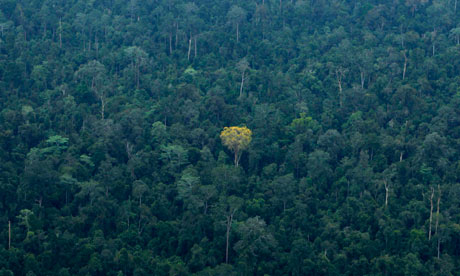 Trees forest, Sumatra island, Indonesia