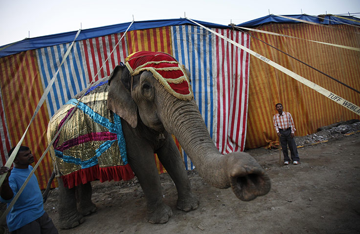 24 hours in picrtures: Rambo Circus in Mumbai